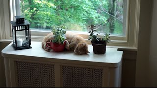 OUR ADORABLE RESCUE CAT!
