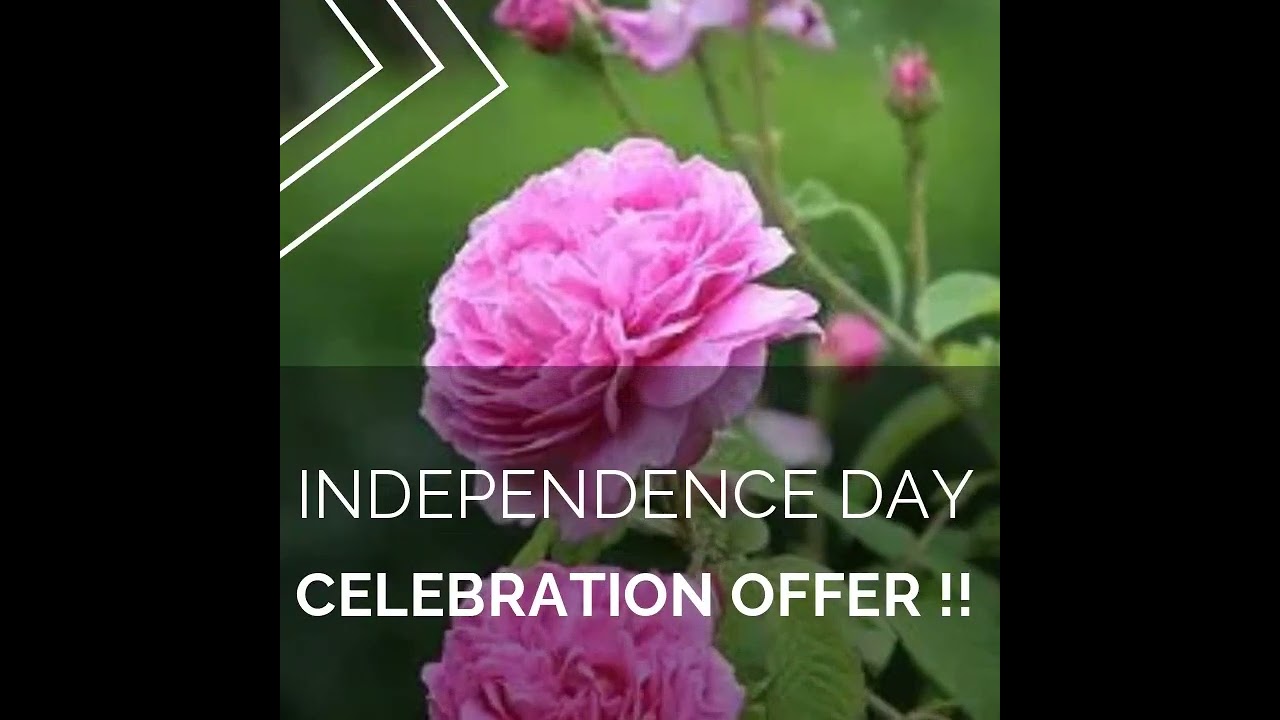 Damascus Rose   Plant SALE @ PADMAMNURSERY.COM