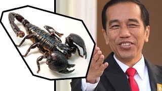 Jokowi Ungkap Trik Cepat Kaya: Jual Bisa Kalajengking! Bisa Untung Rp 145 Miliar Perliter