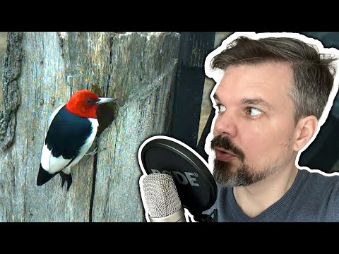 Whispered Bird Watching 🐦 ASMR 😴 Close-up Whisper for your Relaxation | male