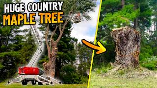 Avoiding Disaster on a Giant Silver Maple