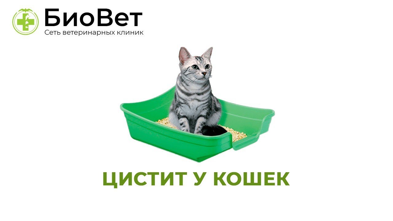 У кошки цистит