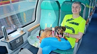 Podróż pociągiem do Ustki z psem. Pociąg Słoneczny 2016. Koleje Mazowieckie.
