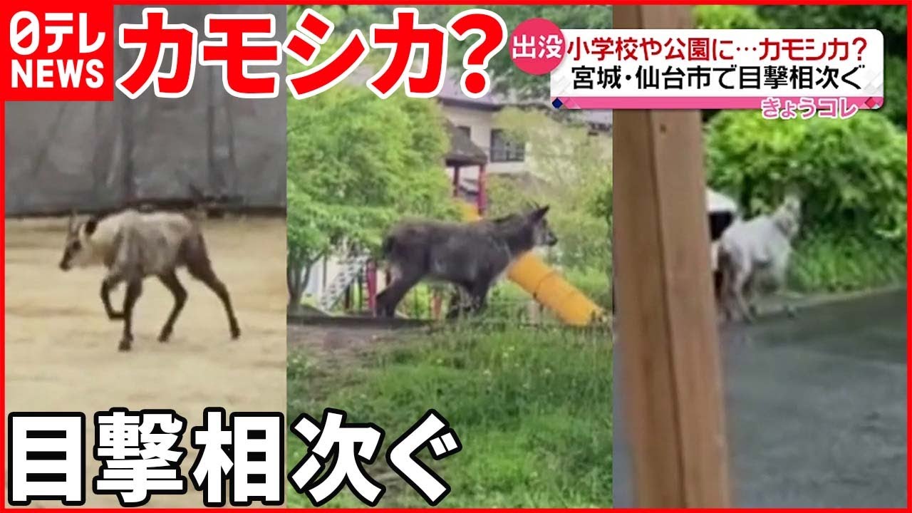 目撃相次ぐ 小学校や公園にカモシカが出没 仙台市 Youtube