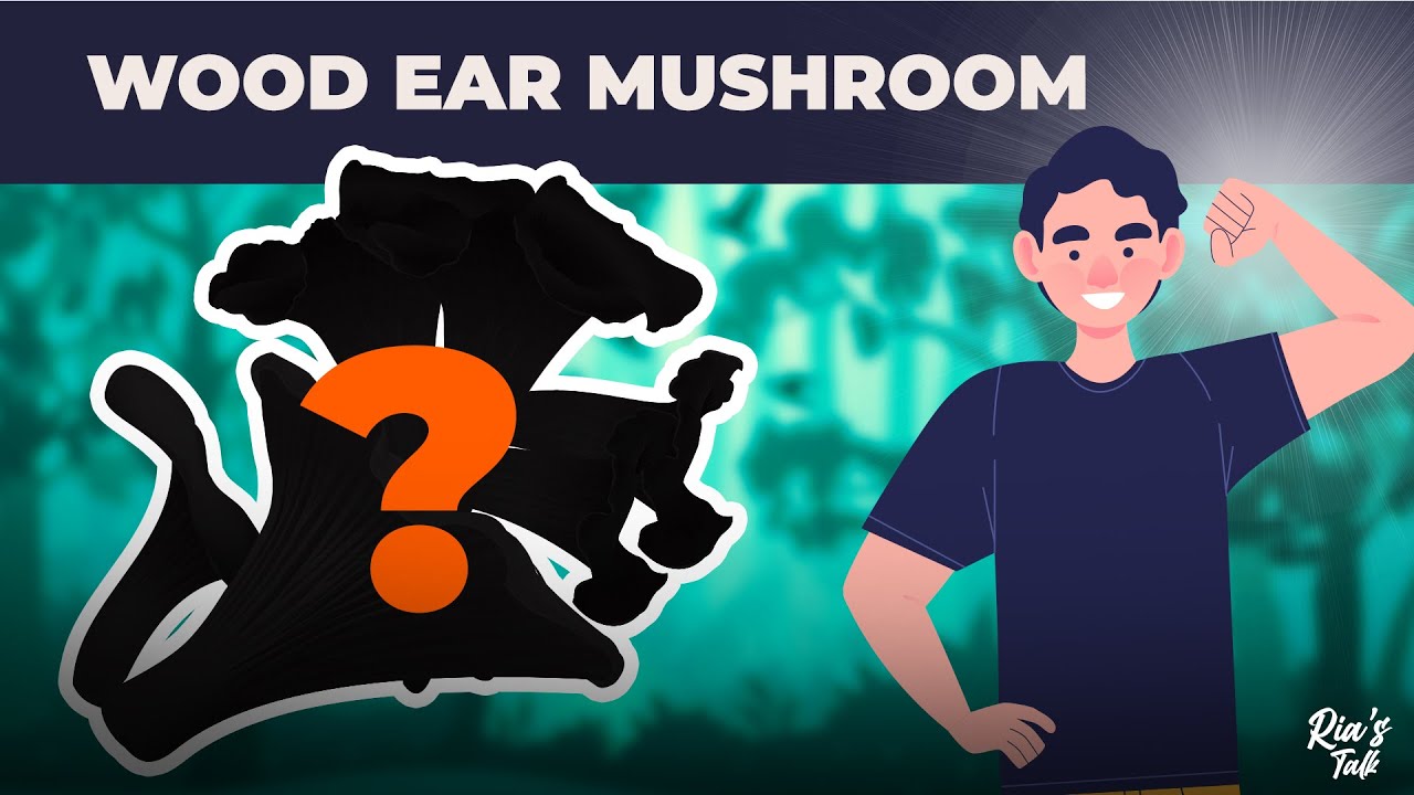 Surprising Benefits of Black Fungus (Wood Ear Mushrooms) YouTube