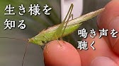 クビキリギスの鳴き声がうるさい Noisy Insect Youtube クビキリギスの鳴き声がうるさい Noisy Insect Youtube