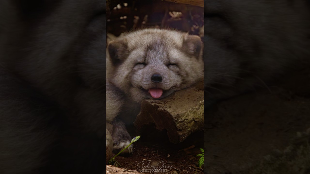 Arctic Fox - Jimmy’s Farm, Suffolk