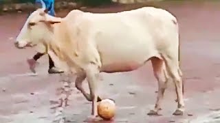 Ozzy Man Reviews: Soccer Cow