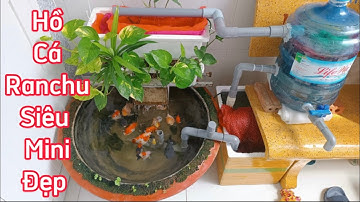 Hồ Cá Ranchu Bằng Chậu Kiểng Mini Đẹp - Lọc Ống Chữ U Nước Trong Vắt.Hồ của em Triều Ở Tiền Giang.