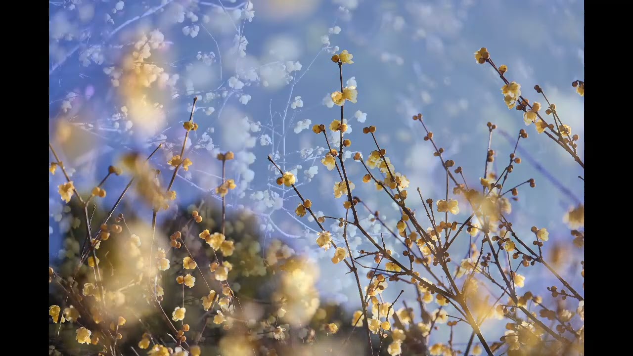 2026年1月11日　ロウバイ　昭和記念公園（東京都立川市）