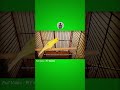 Serinus canaria #habitatburung #burung #kenari