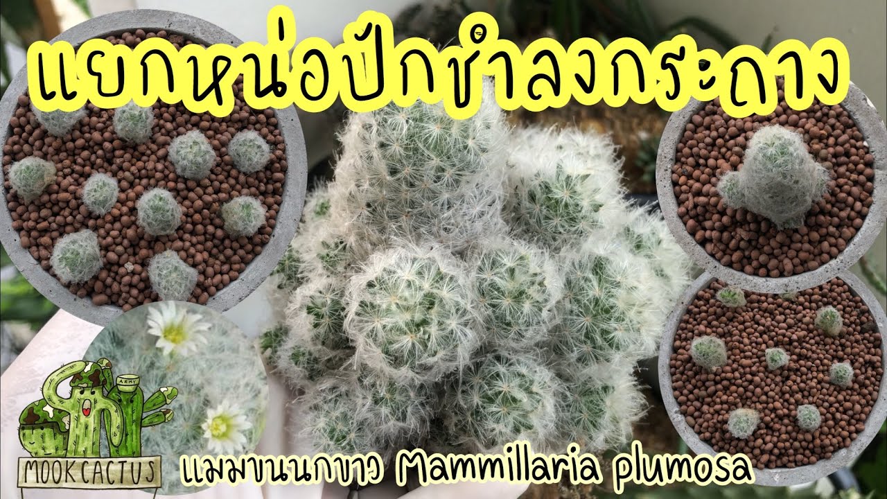 แยกหน่อปักชำลงกระถาง แมมขนนกขาว Mammillaria plumosa | MookCactus