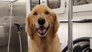 Golden Retriever Grooming | Mans Best Friend Golden Retriever Grooming | Mans Best Friend