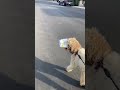 When Your Dog Wants Ice Cream