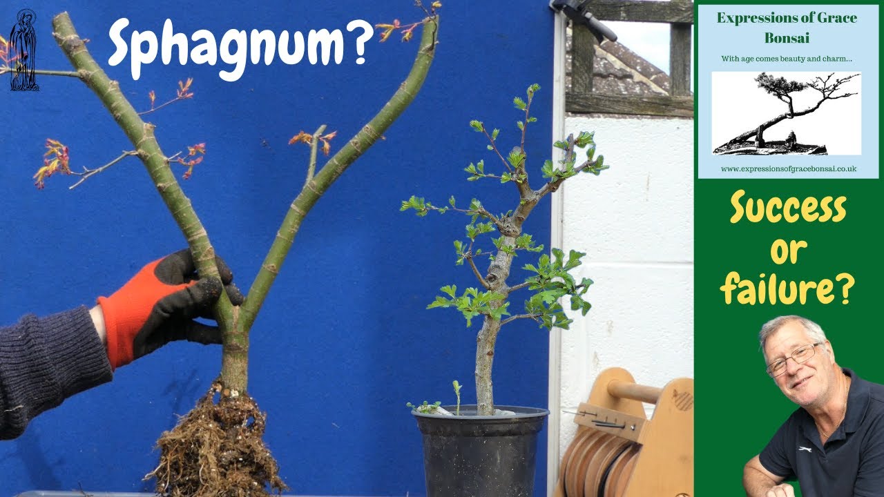 Air Layering is EASY - Japanese Maple Results (Part 3)