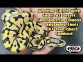 Another Clutch With Shots At Desert Ghost Puzzle Combos and More Shots At True Ghost Combos! AME v45