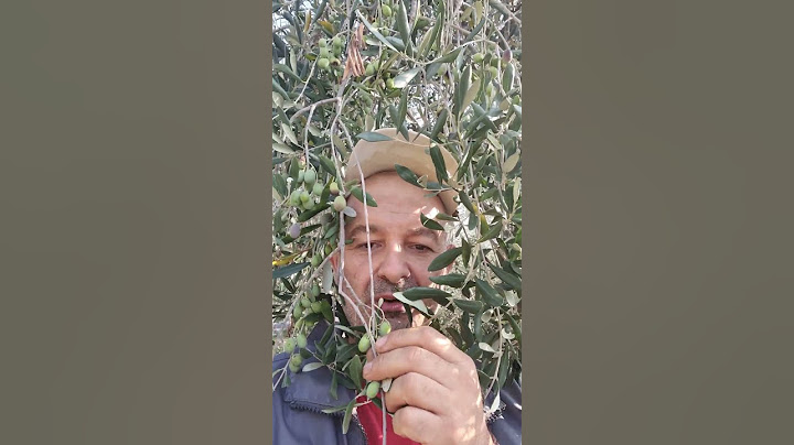 quand'è il periodo giusto per la raccolta delle olive