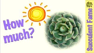 Succulent Care: How Much Sun Do They Need? (Etiolation &amp; Sunburn)