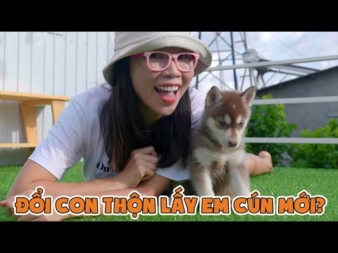 Video: CẬP NHẬT: Chó bị bỏ rơi nặng nề với một ban nhạc cao su trên miệng của ông là trái để tự bảo vệ mình