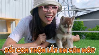 Chị Thơ Đổi Đàn Con Thộn Lấy Em Cún Mới Husky