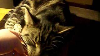 justpictures.jpg 021.avi