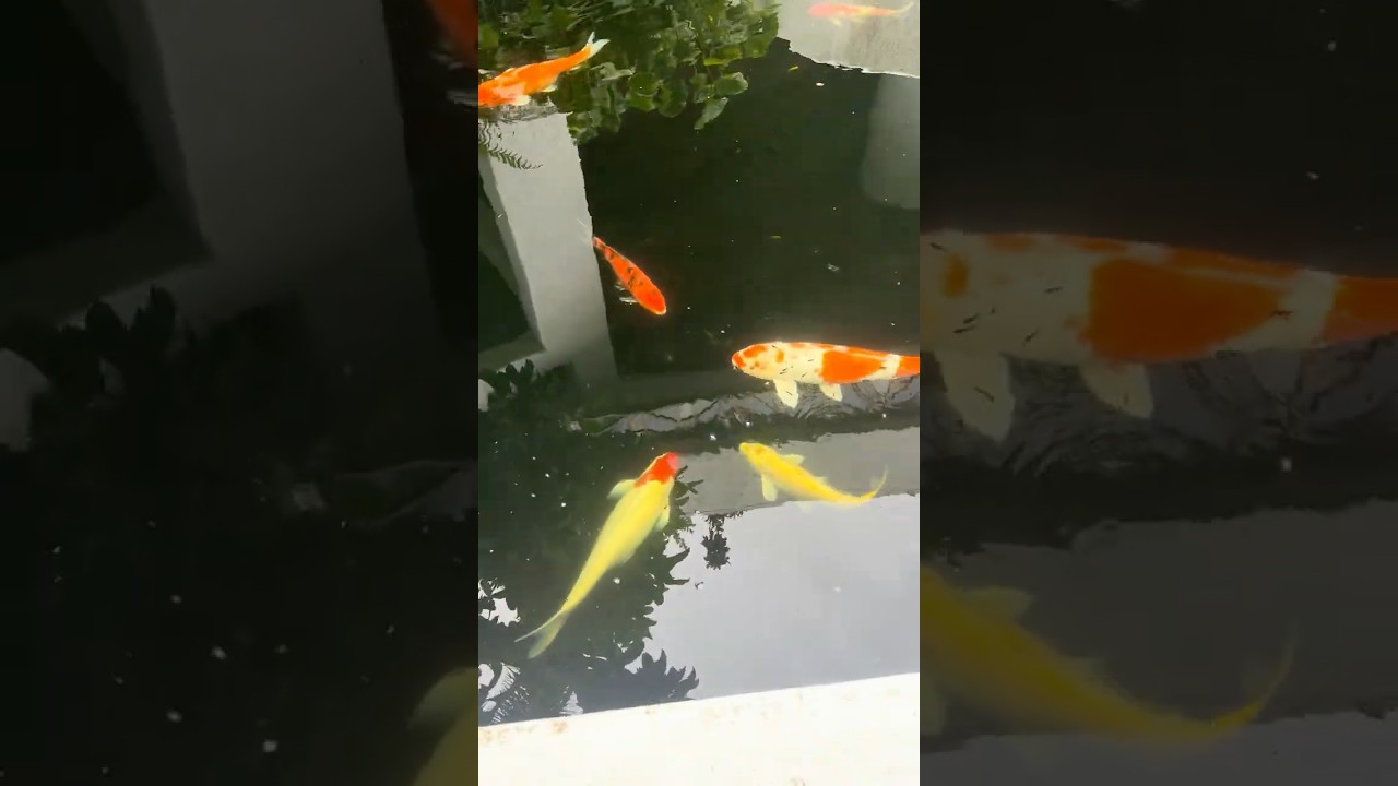 Koi Fish Gliding in a Peaceful Pond 🐟✨ 