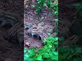 Awesome Wild Boar Activities 🐗 #warthog #pig #boar #hog #viral #anmal #wildpig #wildboar #wildlife
