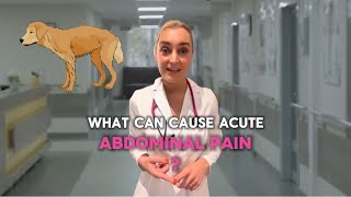 What Can Cause Acute Abdominal Pain In Dogs And Cats?