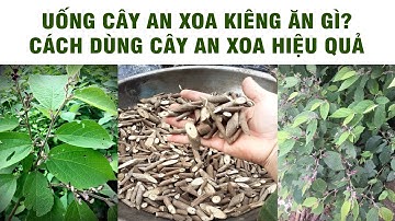 UỐNG CÂY AN XOA KIÊNG ĂN GÌ? CÁCH DÙNG CÂY AN XOA HIỆU QUẢ