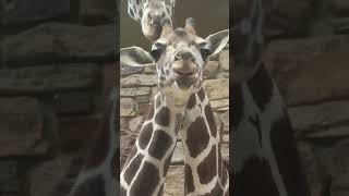 Giraffe Calf Titali Relaxing in the Giraffe House 🦒