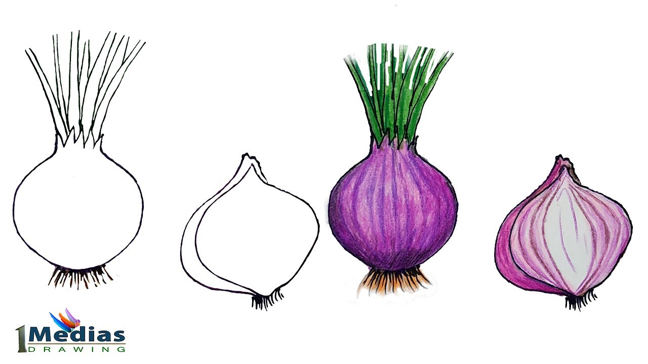 How to Draw Onion Step by Step (Very Easy) - YouTube