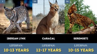 TOP 100 CAT BREEDS FOR CAT LOVERS