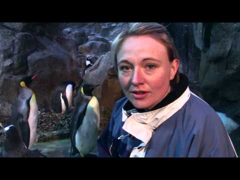 Video: Et Av Mysteriene Til Antarktis - Alternativ Visning