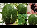 Can you grow melon from seeds? Shark Fin Melon or Melon Soup?