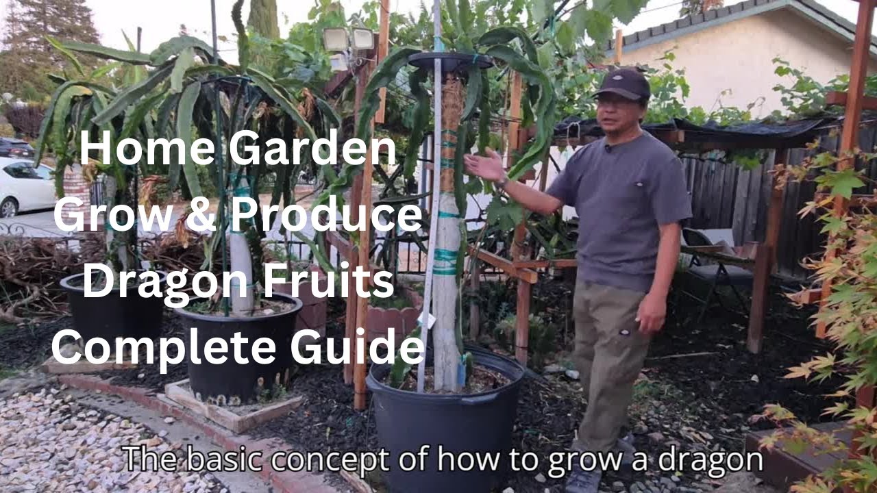 Выращивание и производство драконовых фруктов в домашнем саду. Полное руководство.