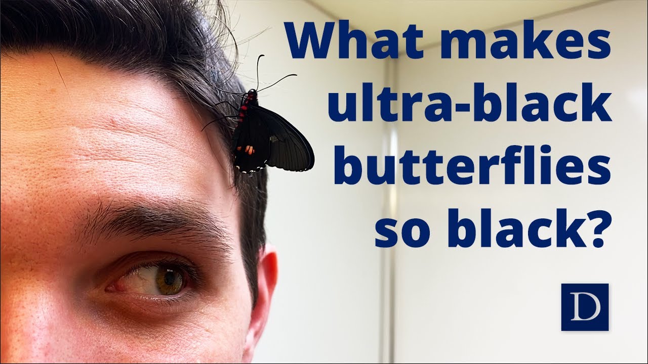 真黒な蝶がヒント――薄くて軽量の黒色塗膜材料の設計手法 - fabcross 