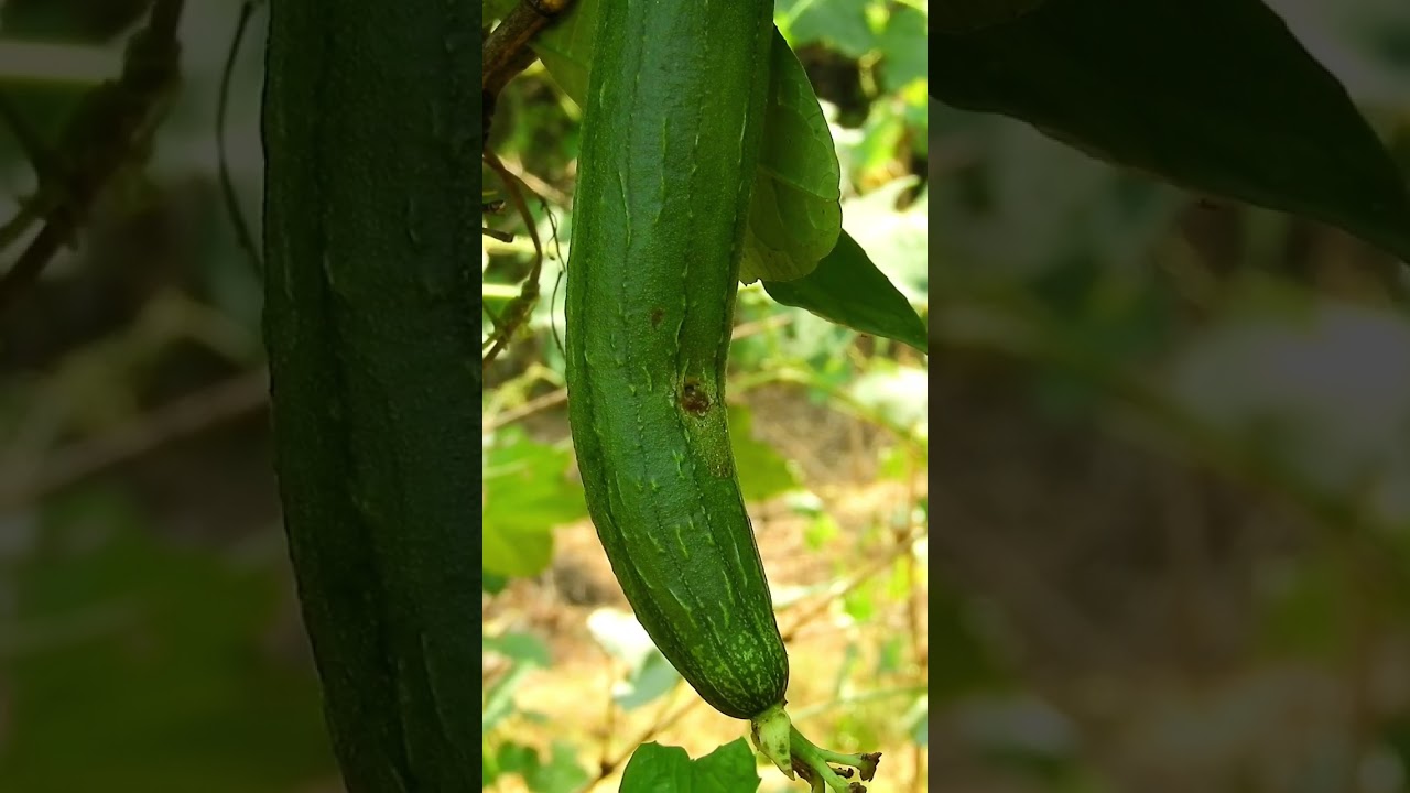 Attack of fruit fly in vegetable crops 