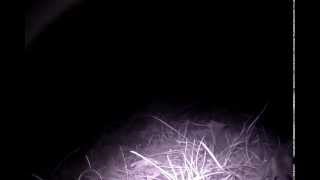 Raspberry Pi Wildlife camera
