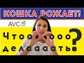 Кошка рожает! Что делать? Советы ветеринарного врача!