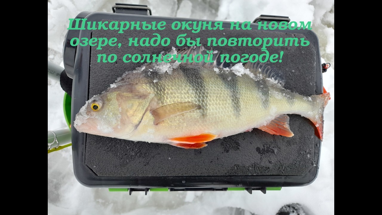 Шикарные окуня на новом озере!