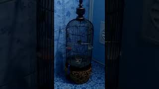 Download Lagu buxto roll tembak MP3