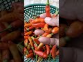 CABE RAWIT MERAH JAPLAK HARGA MEROKET