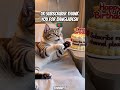 😺🎂Cat birthday celebration🇧🇩😺 #Cat #CuteCat #CatShorts #Kitten #FunnyCat #CuteAnimals