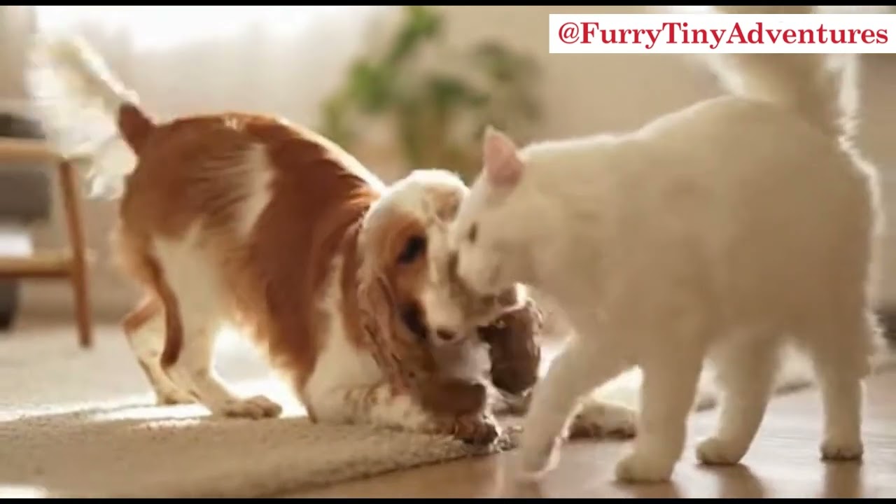 Dog and Cat love | Dog and Cat Caress & Lick Each Other Like Best Friends