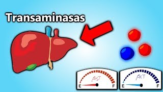 Transaminasas Altas, EXPLICACIÓN EN 5 MINUTOS!!!!  || Patología Clínica101