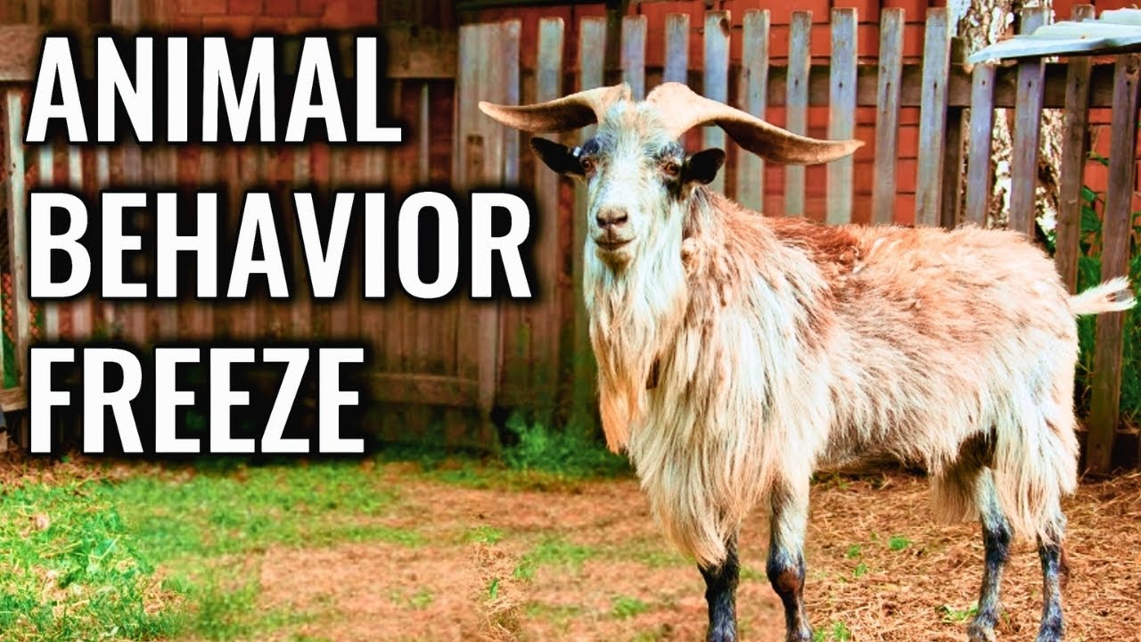 Fainting Goat Behavior – Why Muscles Freeze, Not Fail