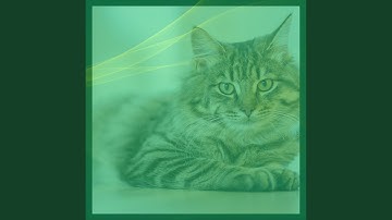 Bubbly Ambiance for Lazy Cat Days