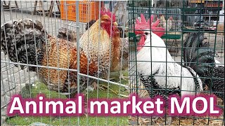 LARGEST Animal Market ☆ GROOTSTE Dierenmarkt ☆ Mol (Belgium)