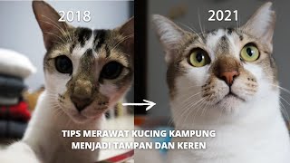 Cara Merawat Kucing Kampung Jadi Gemuk dan Keren