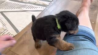 Willa’s available welsh terrier male (green collar) 5 weeks old